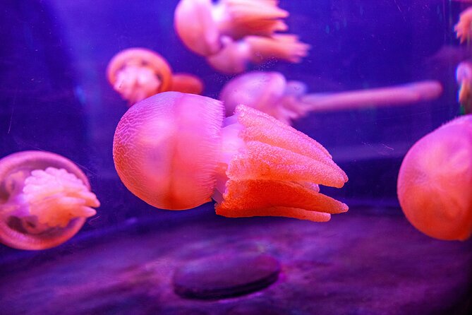 SEA LIFE Sydney Aquarium Entrance Ticket - The Penguin Expedition and Its Short Boat Ride