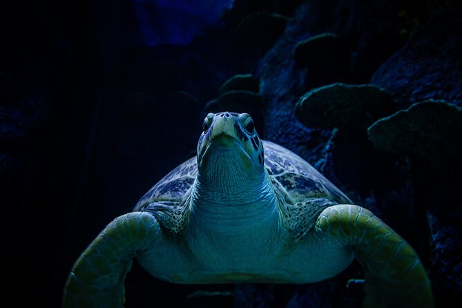 SEA LIFE Sydney Aquarium Entrance Ticket - Interactive Features and Family Appeal