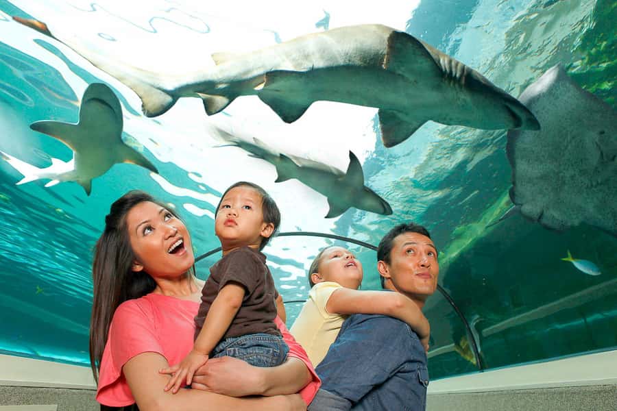 SEA LIFE Sydney Aquarium Entry Ticket - Key points to know before you go