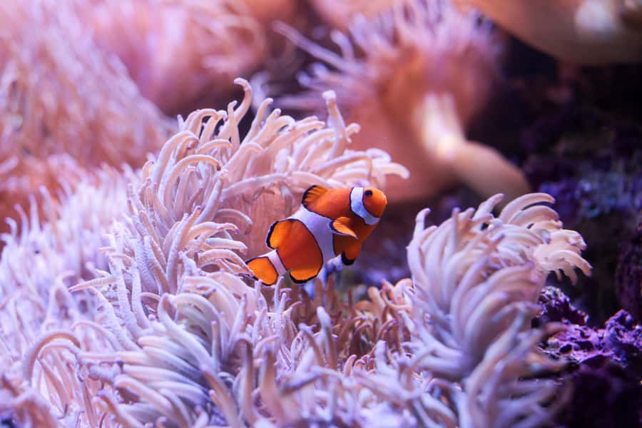 SEA LIFE Sydney Aquarium Entry Ticket - How long to stay and when to visit
