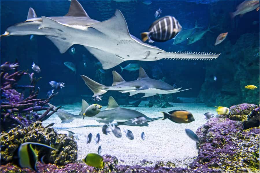 SEA LIFE Sydney Aquarium Entry Ticket - What the SEA LIFE Sydney Aquarium visit is really like