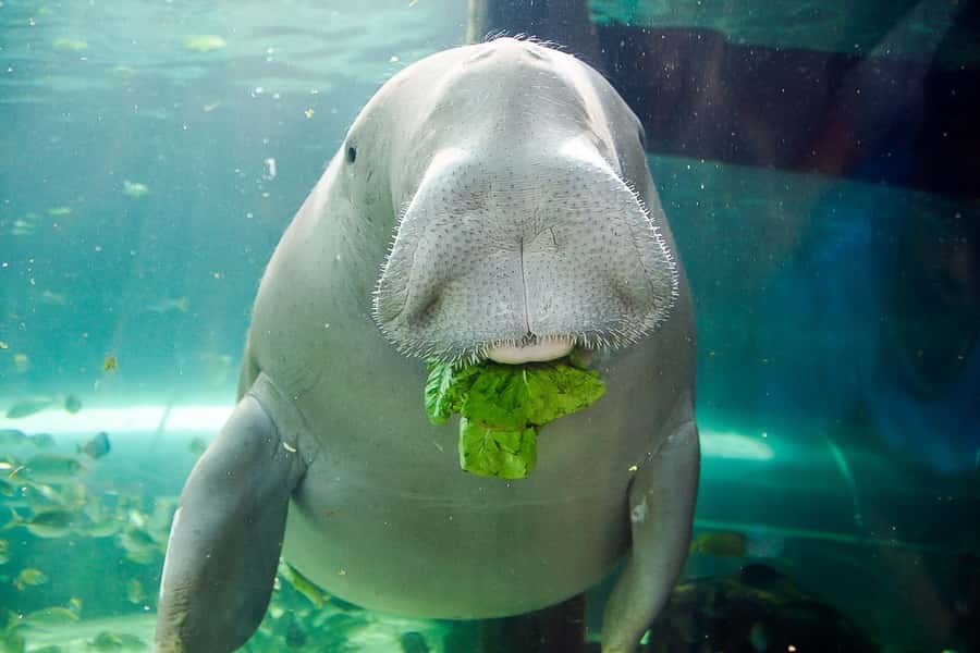 SEA LIFE Sydney Aquarium Entry Ticket - The Great Barrier Reef display and underwater tunnels