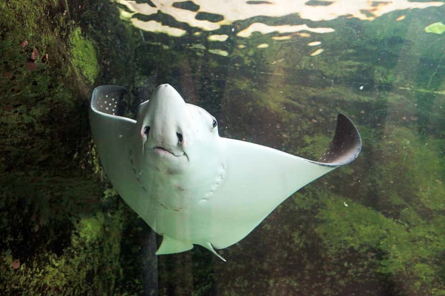 SEA LIFE Sydney Aquarium Entry Ticket - Sharks, stingrays, and the larger animals