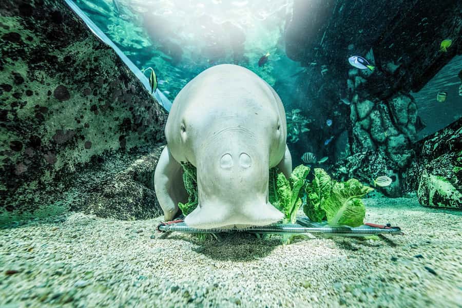 SEA LIFE Sydney Aquarium Entry Ticket - Meeting the dugongs, including Pig
