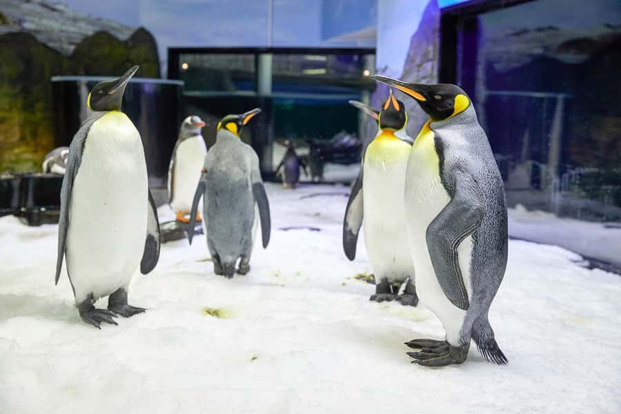 SEA LIFE Sydney Aquarium Entry Ticket - Penguins and the Southern Oceans