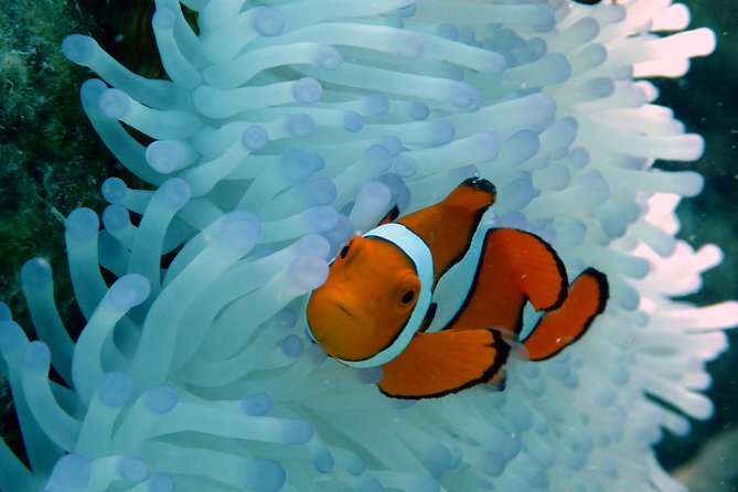 Seastar Luxury Outer Great Barrier Reef Island and Reef Tour - Michaelmas Cay combines reef time with a sandy island