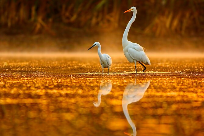 Serenity Cruise to Australia's Everglades - Wildlife: possible, special, and never promised