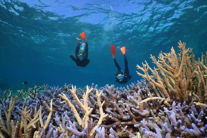 Silversonic Outer Great Barrier Reef Cruise from Port Douglas - Why Agincourt Reef is worth the long day