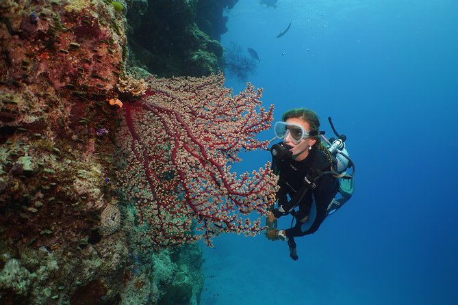 Silversonic Outer Great Barrier Reef Cruise from Port Douglas - Stop three: snorkeling, introductory scuba, or certified scuba
