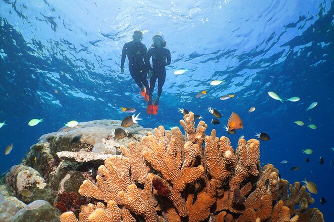 Silversonic Outer Great Barrier Reef Cruise from Port Douglas - Who should choose this reef trip?
