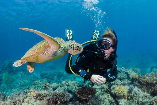 Silverswift Dive and Snorkel Great Barrier Reef Cruise - What You See Underwater