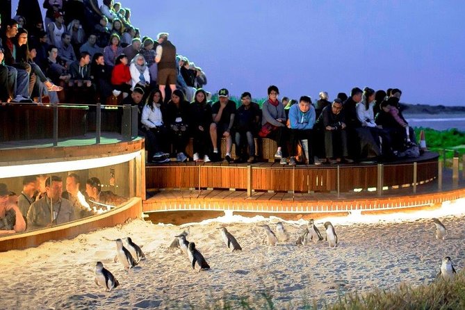 Small-Group Phillip Island Afternoon Day Trip from Melbourne - Moonlit Sanctuary brings Australia’s wildlife close