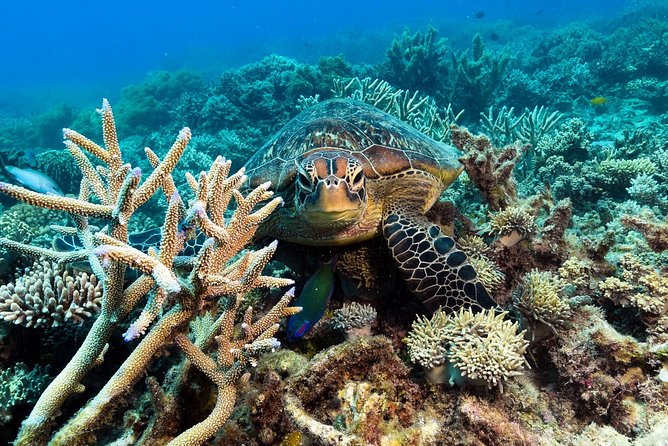 Snorkel & Dive the Reef: Sustainable, Scientific & Cultural Tour - Scuba, helmet walks, and helicopter views cost extra
