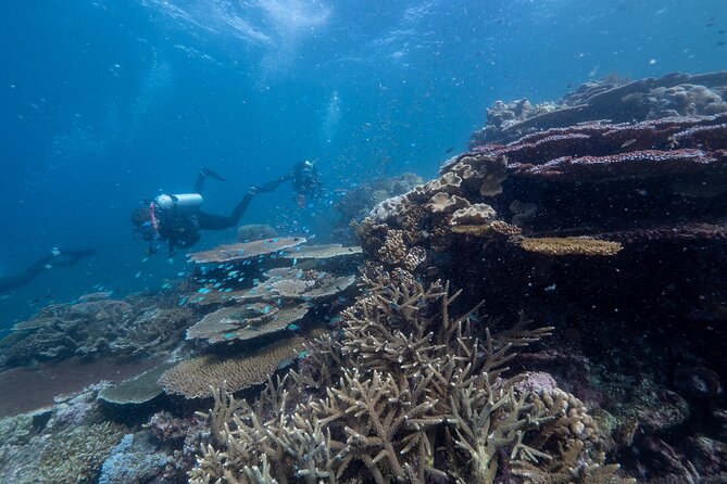 Snorkel & Dive the Reef: Sustainable, Scientific & Cultural Tour - Price and value at $232.39
