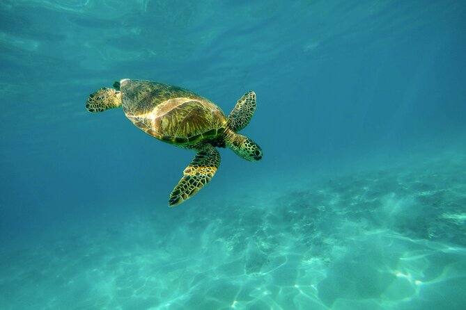 Snorkel with Turtles Gold Coast - Quick facts about the Cook Island turtle tour