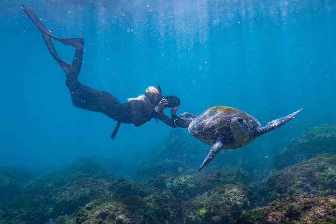 Snorkel with Turtles Gold Coast - Why Cook Island makes a strong Gold Coast day trip