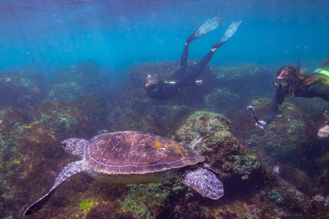 Snorkel with Turtles Gold Coast - Meeting the turtles at Turtle Island