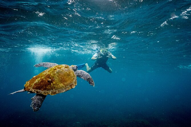 Snorkel with Turtles Gold Coast - Why the small group changes the experience
