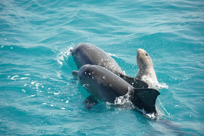 Snubfin Dolphin Eco Cruise from Broome - Meeting Ballena at Roebuck Bay