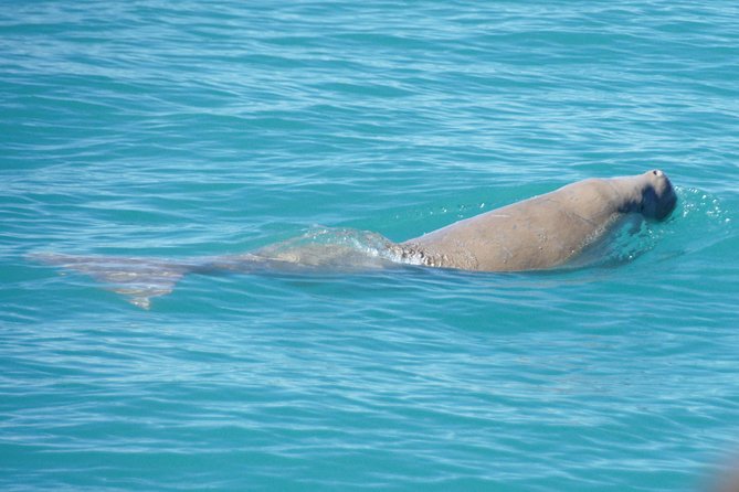 Snubfin Dolphin Eco Cruise from Broome - The three-hour search through Roebuck Bay