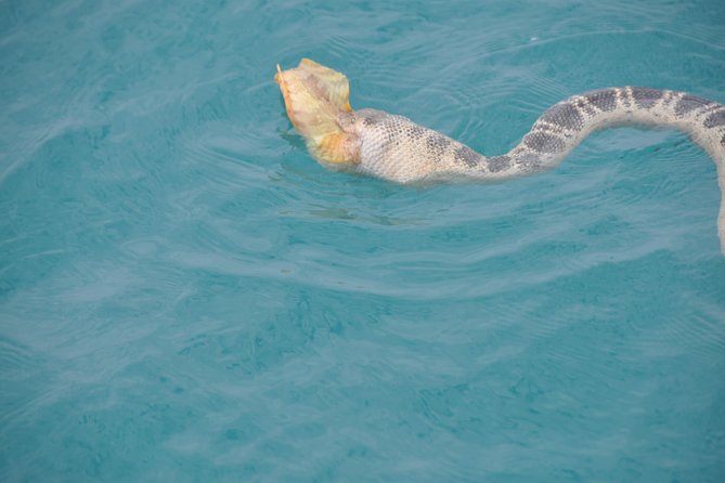 Snubfin Dolphin Eco Cruise from Broome - Who will enjoy this cruise most?