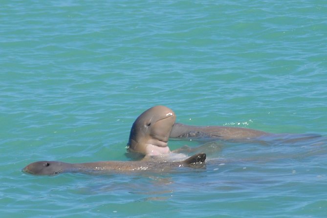 Snubfin Dolphin Eco Cruise from Broome - Snacks, drinks and the boom net
