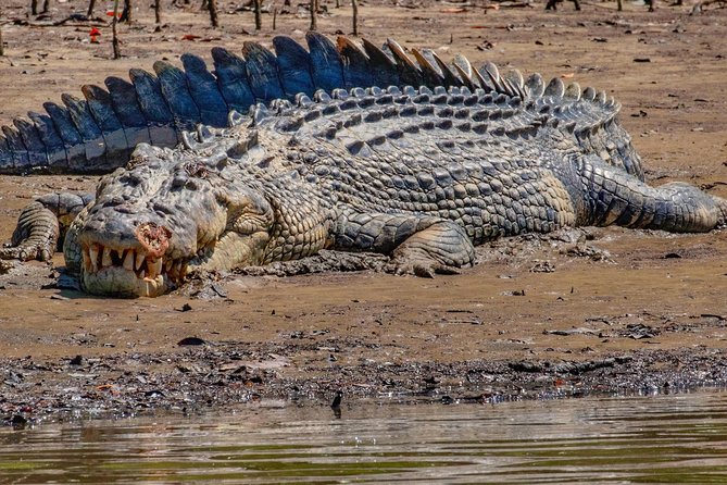 Solar Whisper Daintree River Crocodile and Wildlife Cruise - A quiet way to search for crocodiles