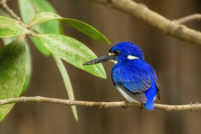 Solar Whisper Daintree River Crocodile and Wildlife Cruise - Birds, frogs, snakes, crabs, and fish