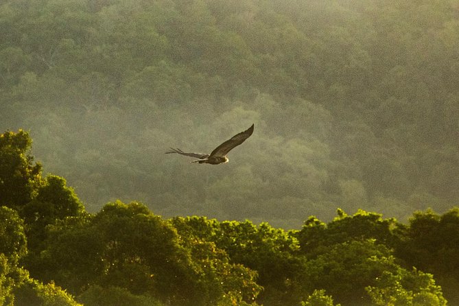 Solar Whisper Daintree River Crocodile and Wildlife Cruise - Why the small boat makes a difference
