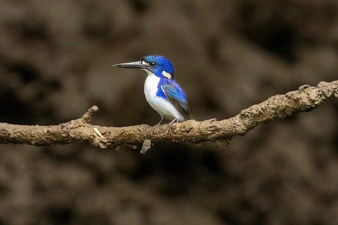 Solar Whisper Daintree River Crocodile and Wildlife Cruise - Price, timing, and what the value means