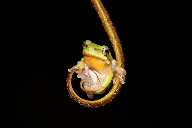 Solar Whisper Daintree River Crocodile and Wildlife Cruise - Weather, clothing, and practical comfort