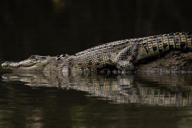 Solar Whisper Daintree River Crocodile and Wildlife Cruise - The main weakness: wildlife is never guaranteed