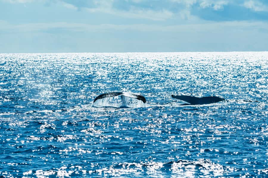 Spirit of Gold Coast 2.5-Hour Whale Watching Tour - Leaving Southport from the Broadwater