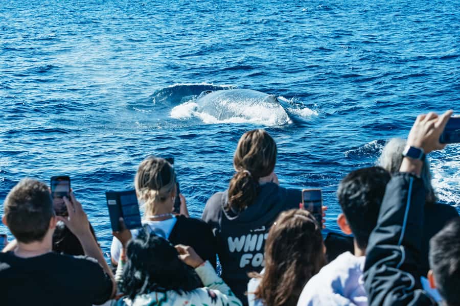 Spirit of Gold Coast 2.5-Hour Whale Watching Tour - The first whale sightings