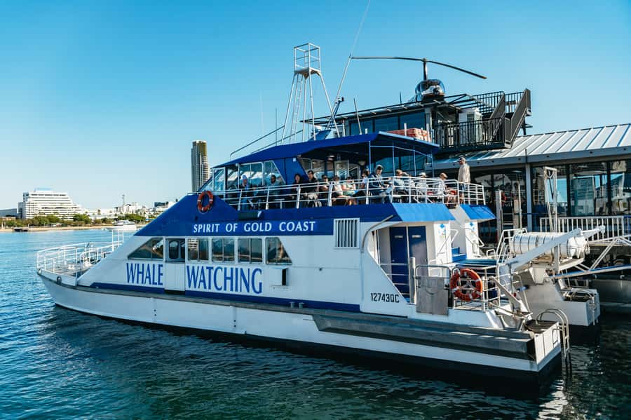 Spirit of Gold Coast 2.5-Hour Whale Watching Tour - What Captain Dean and the marine biologist add