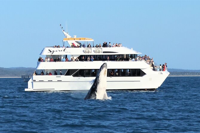 Spirit of Hervey Bay Whale Watching Cruise - Key points to know before you book