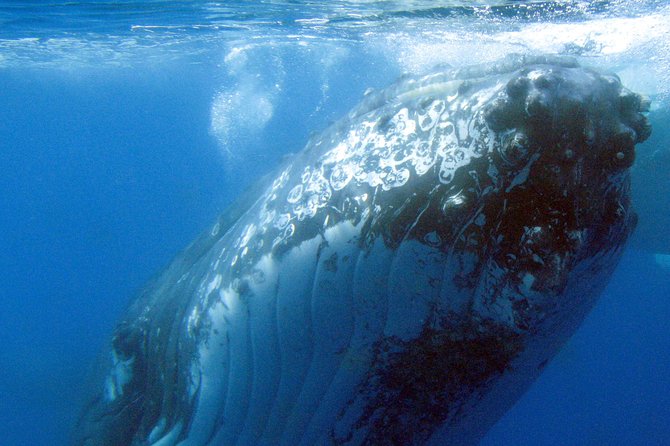 Spirit of Hervey Bay Whale Watching Cruise - Why Platypus Bay is the right setting for whale watching