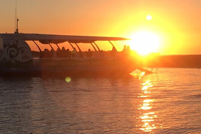 Spirit of Hervey Bay Whale Watching Cruise - What a whale encounter can look like