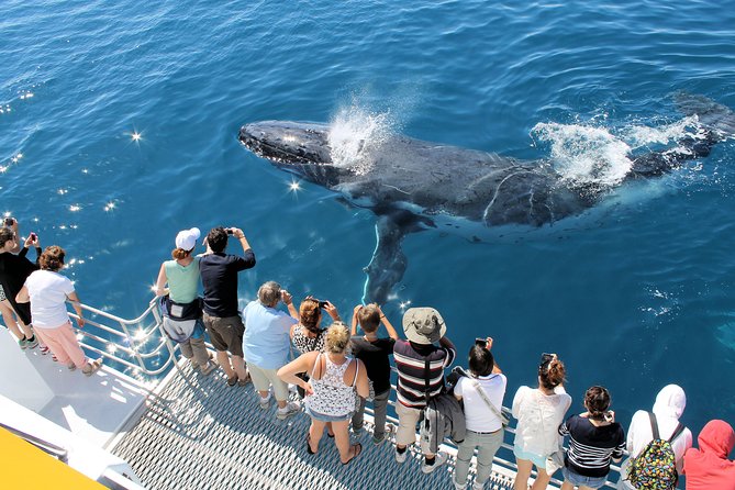 Spirit of Hervey Bay Whale Watching Cruise - Viewing from the upper deck to the underwater windows