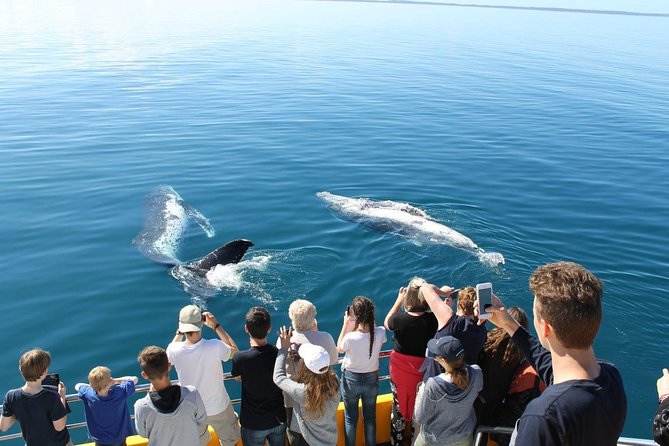 Spirit of Hervey Bay Whale Watching Cruise - Tea, bar service, and the four-and-a-half-hour timing
