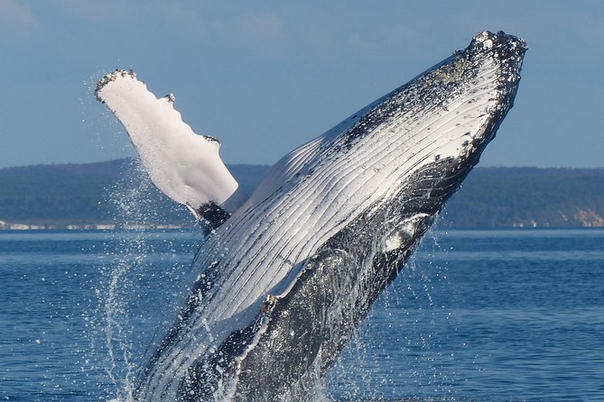 Spirit of Hervey Bay Whale Watching Cruise - Boarding the Spirit of Hervey Bay at Urangan