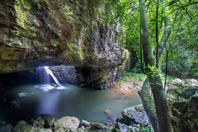 Springbrook andTamborine Rainforest Tour Incl Natural Bridge and Glow Worm Cave - Why this Brisbane day trip works
