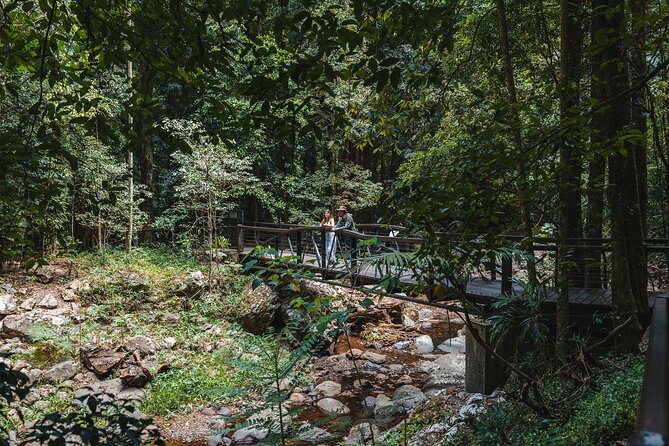 Springbrook andTamborine Rainforest Tour Incl Natural Bridge and Glow Worm Cave - The Cedar Creek Glow Worm Caves