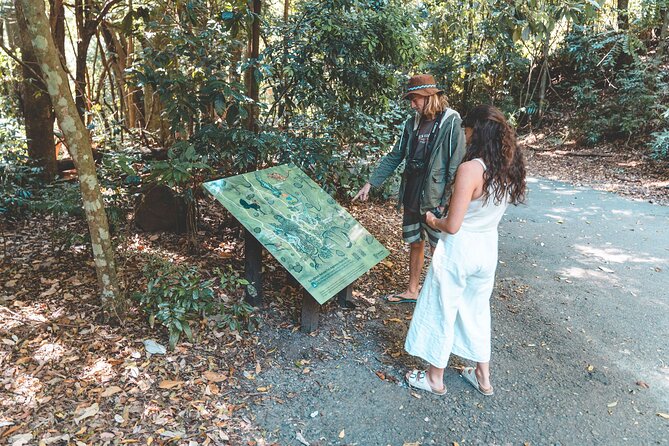Springbrook andTamborine Rainforest Tour Incl Natural Bridge and Glow Worm Cave - Natural Bridge and Cave Creek waterfall