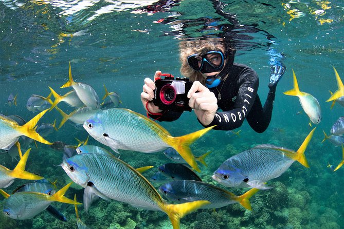 Sunlover Reef Cruises Cairns Great Barrier Reef Experience - Snorkeling over coral and fish