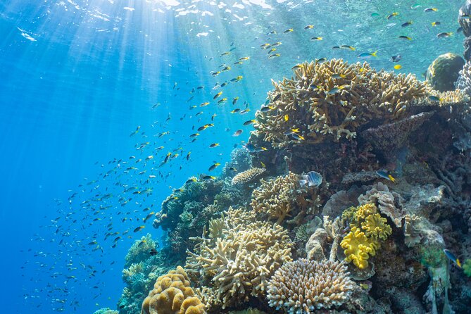 Sunlover Reef Cruises Cairns Great Barrier Reef Experience - The waterslide and family setup