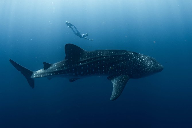 Swim with Whale Sharks in the Ningaloo Reef: 3 Island Shark Dive - What the 8-hour outing feels like