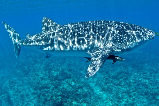 Swim with Whale Sharks in the Ningaloo Reef: 3 Island Shark Dive - The whale shark swims and the safety setup