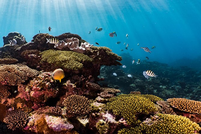Swim with Whale Sharks in the Ningaloo Reef: 3 Island Shark Dive - Food, drinks, and the included photographs