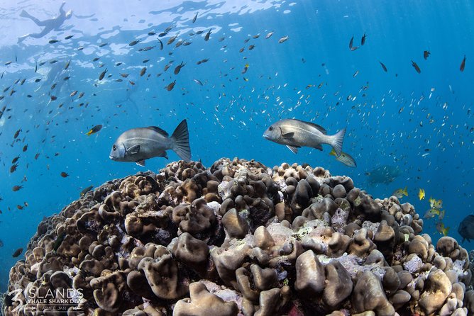 Swim with Whale Sharks in the Ningaloo Reef: 3 Island Shark Dive - Is $444.69 good value?